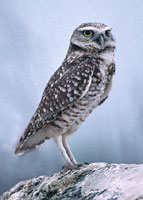 Burrowing Owl