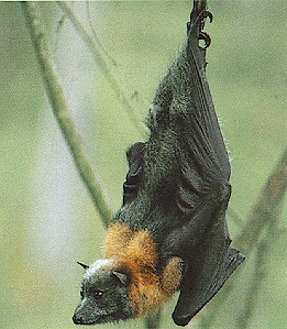 FlyingFox