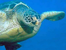 Green SeaTurtle