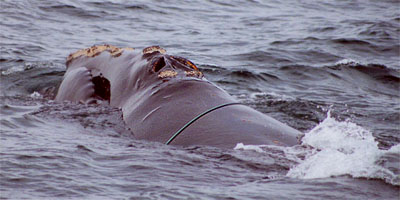 Right Whale with rope around it