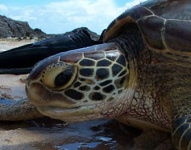 SeaTurtle